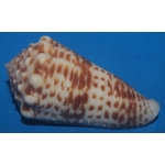 Conus sulcocastaneus